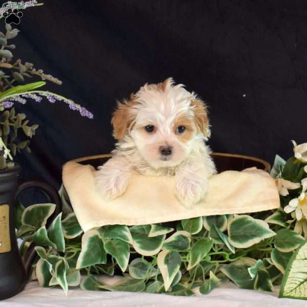 Finn, Maltipoo Puppy