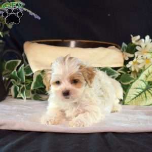 Finn, Maltipoo Puppy