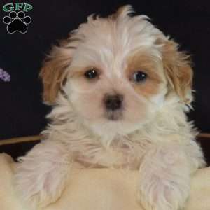 Finn, Maltipoo Puppy