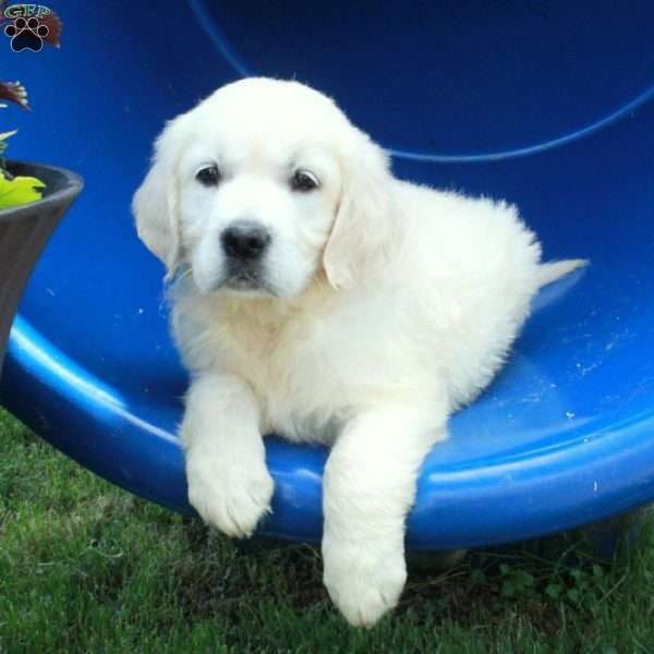 Fiona, English Cream Golden Retriever Puppy