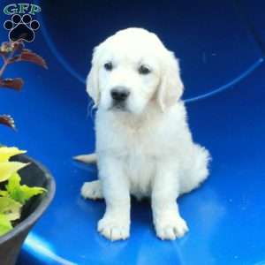 Fiona, English Cream Golden Retriever Puppy