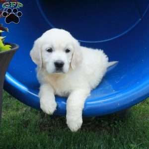 Fiona, English Cream Golden Retriever Puppy
