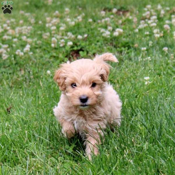 Fiona, Mini Whoodle Puppy