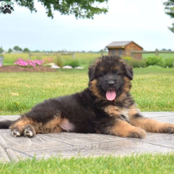 Flash, German Shepherd Puppy