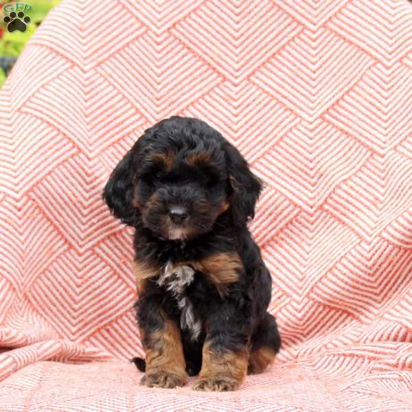 Flash, Mini Whoodle Puppy