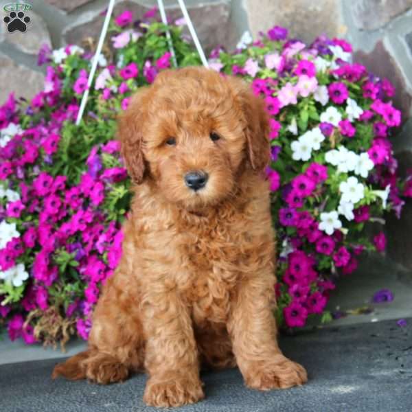 Flash, Mini Goldendoodle Puppy