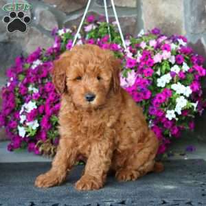 Flash, Mini Goldendoodle Puppy