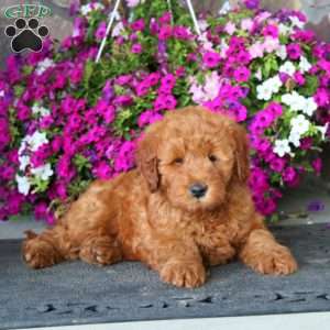 Flash, Mini Goldendoodle Puppy