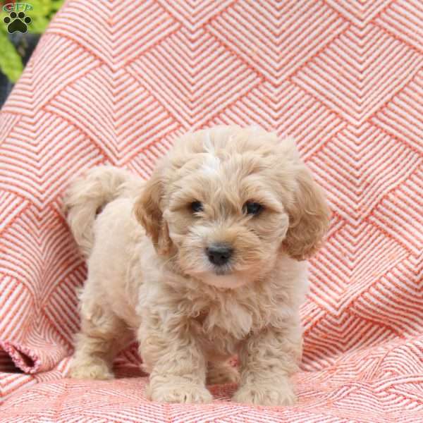 Flint, Mini Whoodle Puppy