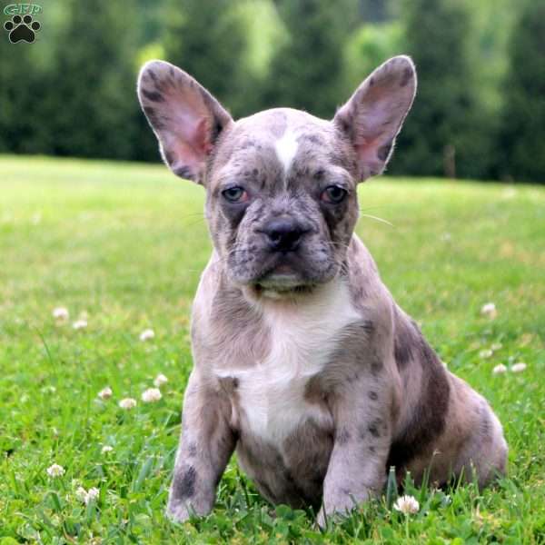 Flora, Frenchton Puppy