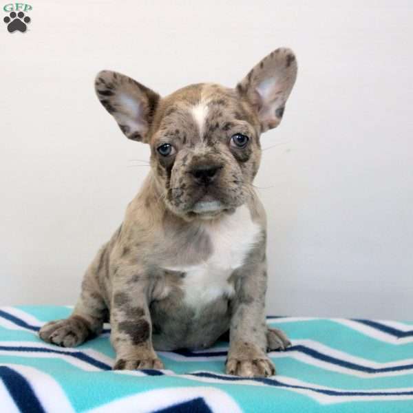 Flora, Frenchton Puppy