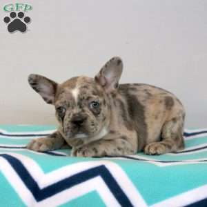 Flora, Frenchton Puppy