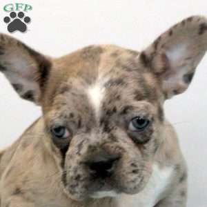 Flora, Frenchton Puppy