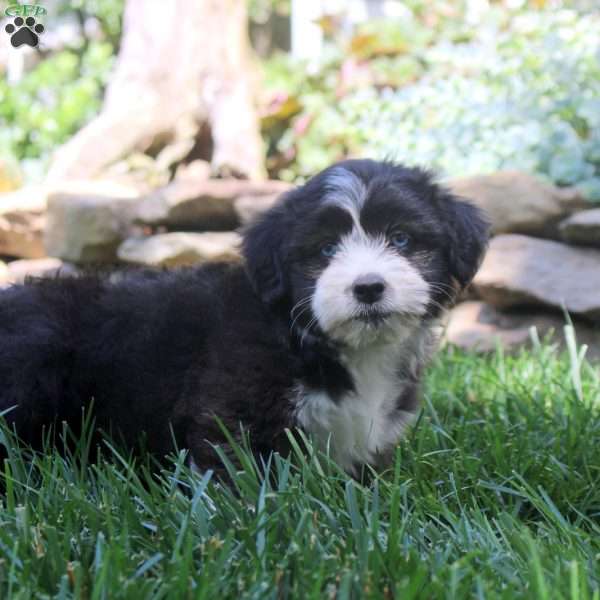 Florence, Miniature Australian Shepherd Mix Puppy