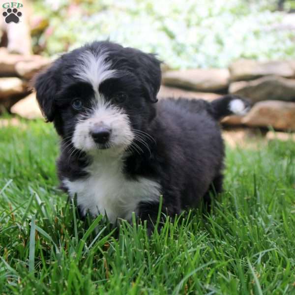 Flower, Miniature Australian Shepherd Mix Puppy