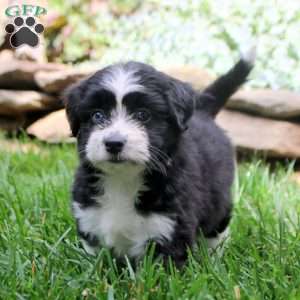 Flower, Miniature Australian Shepherd Mix Puppy