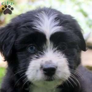 Flower, Miniature Australian Shepherd Mix Puppy