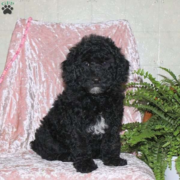 Flynn, Miniature Poodle Puppy