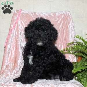 Flynn, Miniature Poodle Puppy