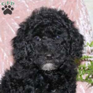 Flynn, Miniature Poodle Puppy