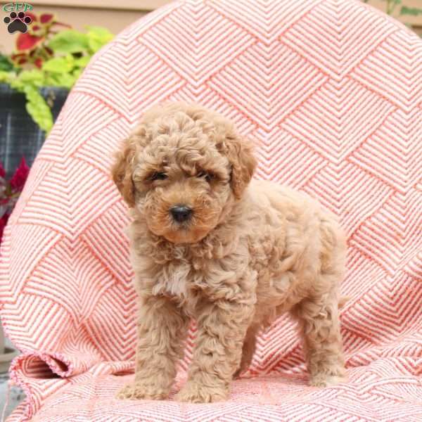 Foster, Mini Whoodle Puppy