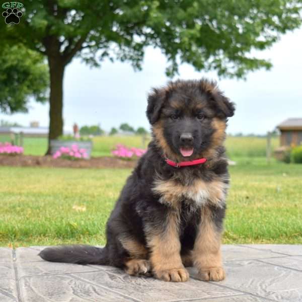 Francesca, German Shepherd Puppy