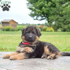 Francesca, German Shepherd Puppy