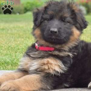 Francesca, German Shepherd Puppy