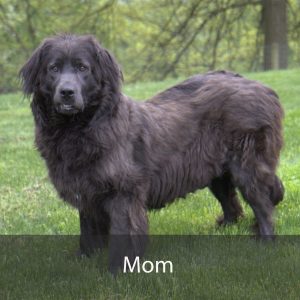 mom