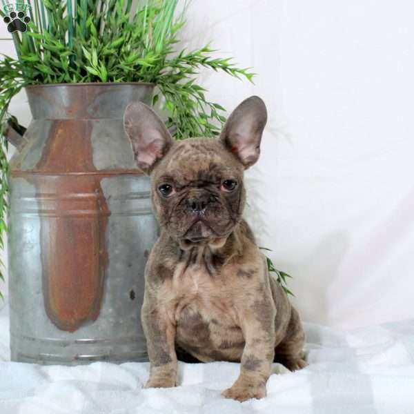 Francis, French Bulldog Puppy