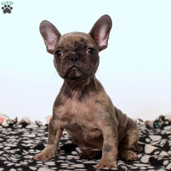 Francis, French Bulldog Puppy