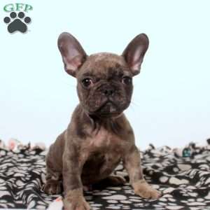 Francis, French Bulldog Puppy