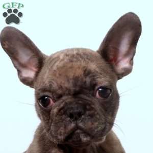 Francis, French Bulldog Puppy