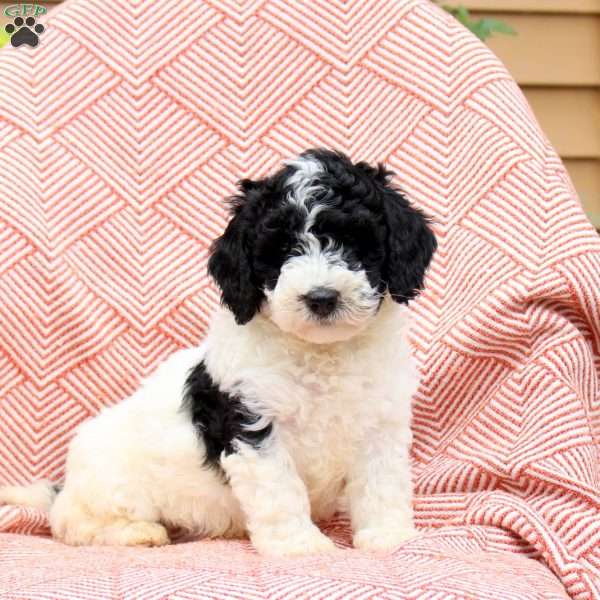 Frank, Mini Whoodle Puppy