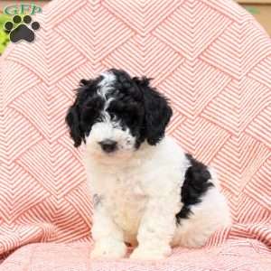 Frank, Mini Whoodle Puppy