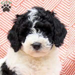 Frank, Mini Whoodle Puppy