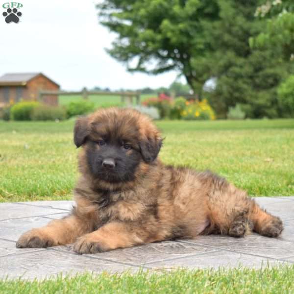 Frankie, German Shepherd Puppy