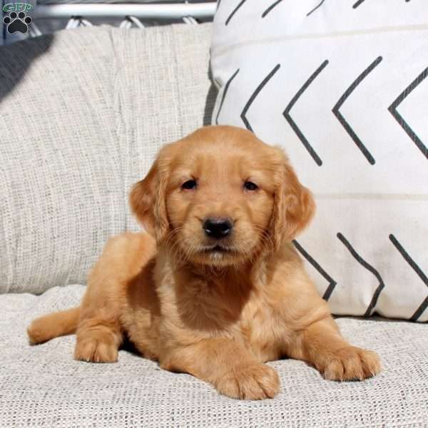 Frankie, Golden Retriever Puppy