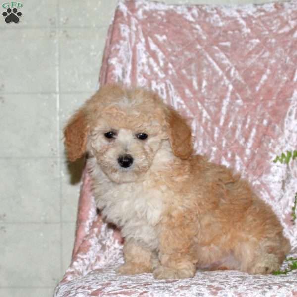 Frankie, Miniature Poodle Puppy
