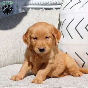 Frankie, Golden Retriever Puppy