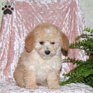 Frankie, Miniature Poodle Puppy