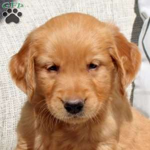 Frankie, Golden Retriever Puppy