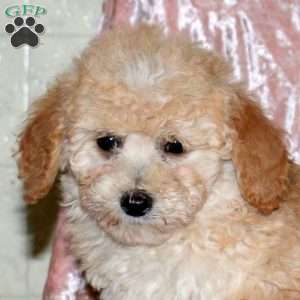 Frankie, Miniature Poodle Puppy