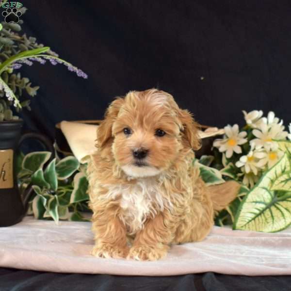 Franklin, Maltipoo Puppy