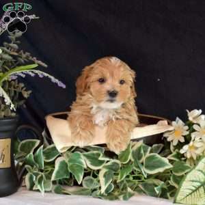 Franklin, Maltipoo Puppy