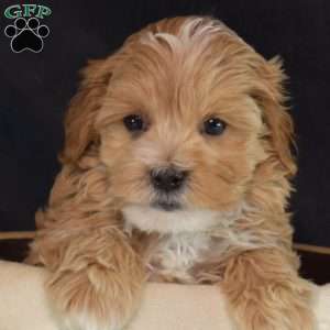 Franklin, Maltipoo Puppy