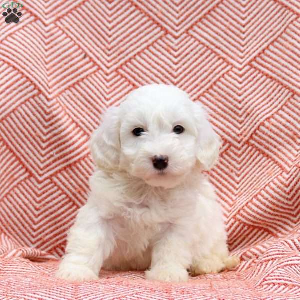 Freddie, Mini Whoodle Puppy