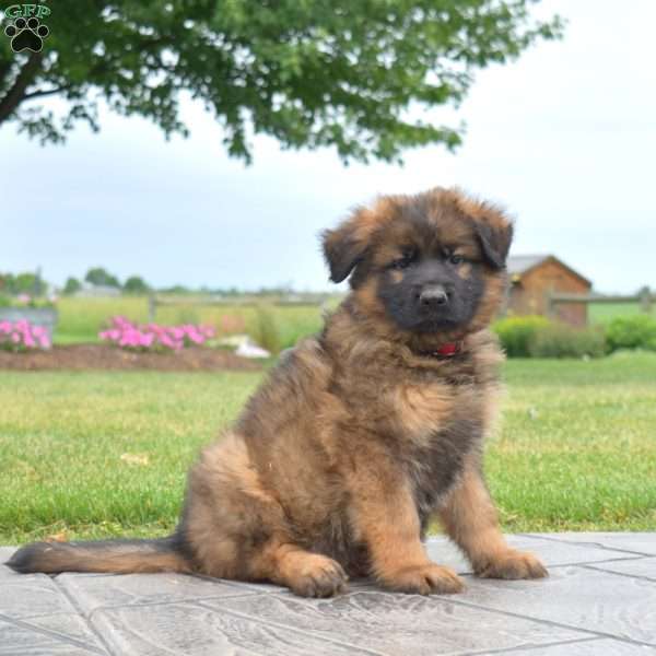 Freedom, German Shepherd Puppy