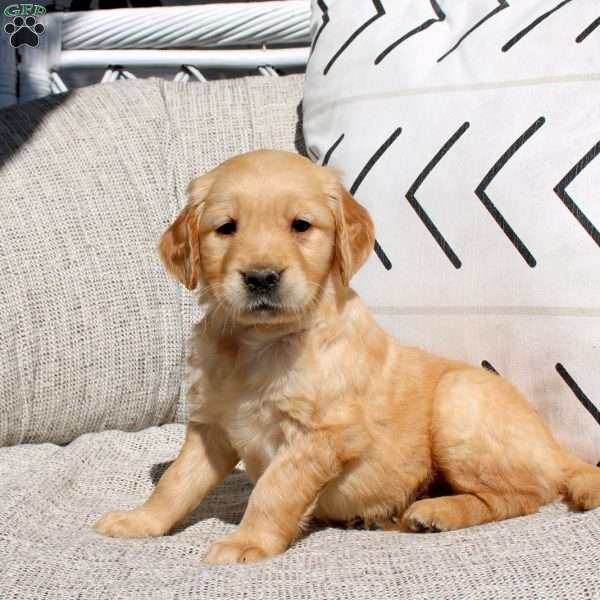 Freida, Golden Retriever Puppy