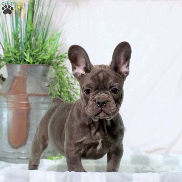 Frieda, French Bulldog Puppy